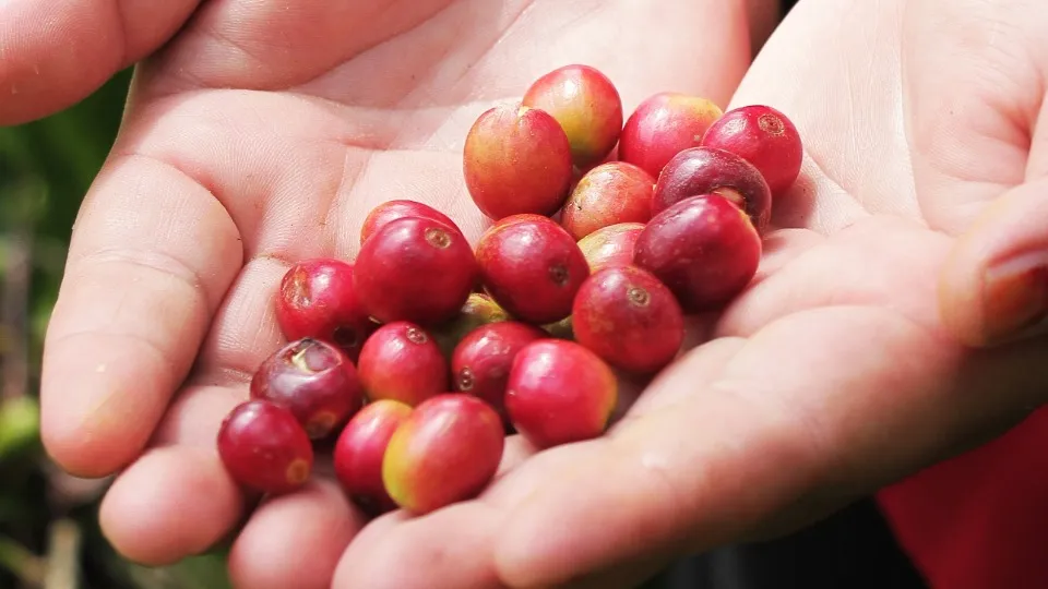 コーヒー ROBUSTA GAYO Guatemala Robusta Washed Unroasted Coffee Beans