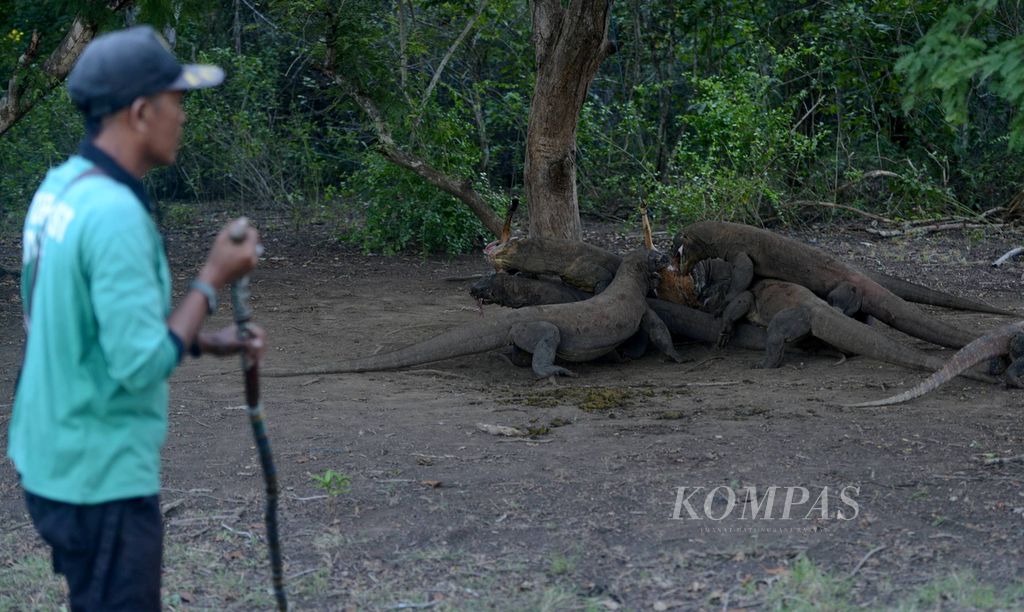 Jagawana yang memandu wisatawan mengawasi komodo (Varanus komodoensis) di Pulau Rinca yang masuk kawasan Taman Nasional Komodo di Kabupaten Manggarai Barat, Nusa Tenggara Timur, Selasa (24/5/2016). Selain meihat langsung kehidupan liar komodo, wisatawan di sini juga bisa menikmati keindahan taman laut di gugusan pulau-pulau kecil di sekitar kawasan.