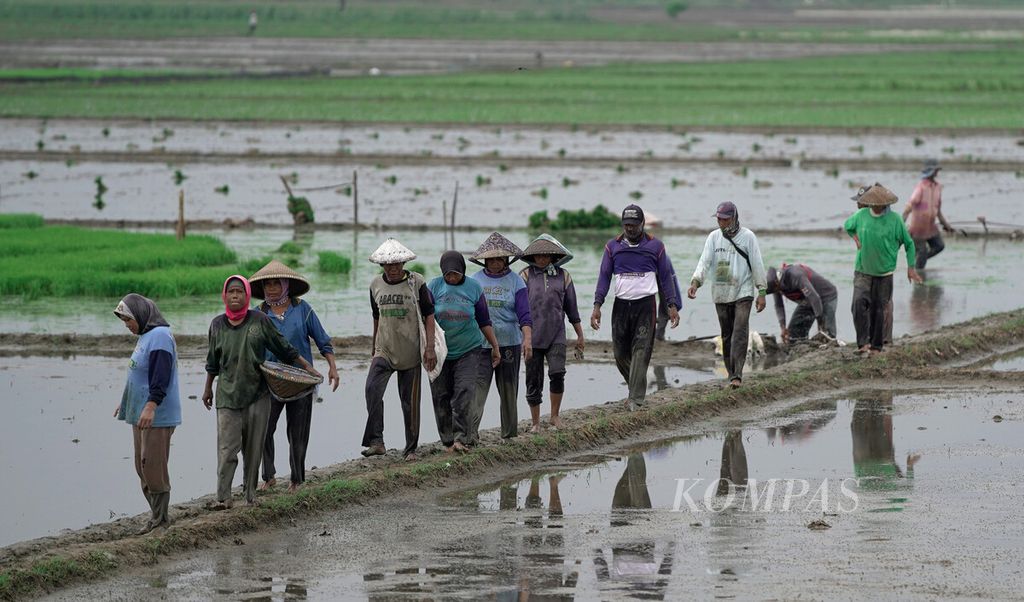 Buruh tani beristirahat seusai menanam benih padi varietas IR 42 yang berumur 25 hari di areal persawahan Desa Sumbereja, Kecamatan Pebayuran, Kabupaten Bekasi, Jawa Barat, beberapa waktu lalu.