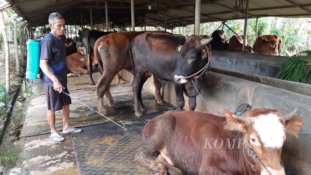 Peternak menyemprotkan cairan disinfektan pada sapi peliharaannya di Desa Gagang Kepuhsari, Kecamatan Balongbendo, Kabupaten Sidoarjo, Selasa (10/5/2022). Upaya itu untuk mencegah sebaran virus agar tak terjangkit penyakit Mulut dan Kuku (PMK) yang tengah mewabah.