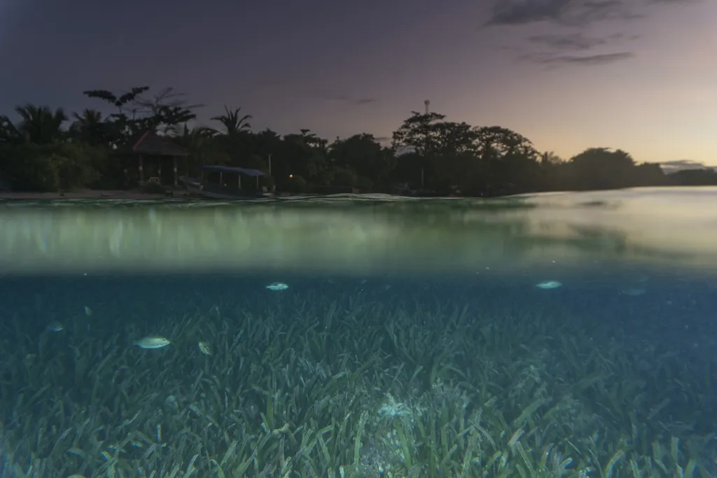 Researchers Identify New Seagrass Species in Indonesia
