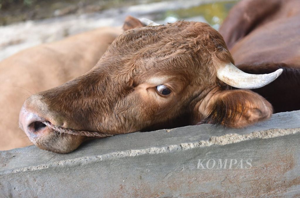 Sapi yang terjangkit penyakit mulut dan kuku menyenderkan kepala di Desa Sembung, Kecamatan Wringinanom, Kabupaten Gresik, Jawa Timur, Rabu (11/5/2022). Menurut pemilik ,Winarto, 37 sapi yang ada di kandang kini terjangkit penyakit mulut dan kuku semuanya.