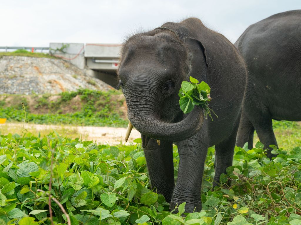 Ilustrasi. Togar, seekor gajah sumatera (<i>Elephas maximus sumatranus</i>) berusia empat tahun, tengah makan rumput di Pusat Latihan Gajah (PLG) Minas, Kabupaten Siak, Riau, Sabtu (4/12/2021). Gajah kecil itu diselamatkan pada medio Oktober 2021 setelah terkena jerat babi di hutan tanaman industri (HTI) PT Arara Abadi, Desa Lubuk Umbut, Kecamatan Sungai Mandau, Kabupaten Siak.