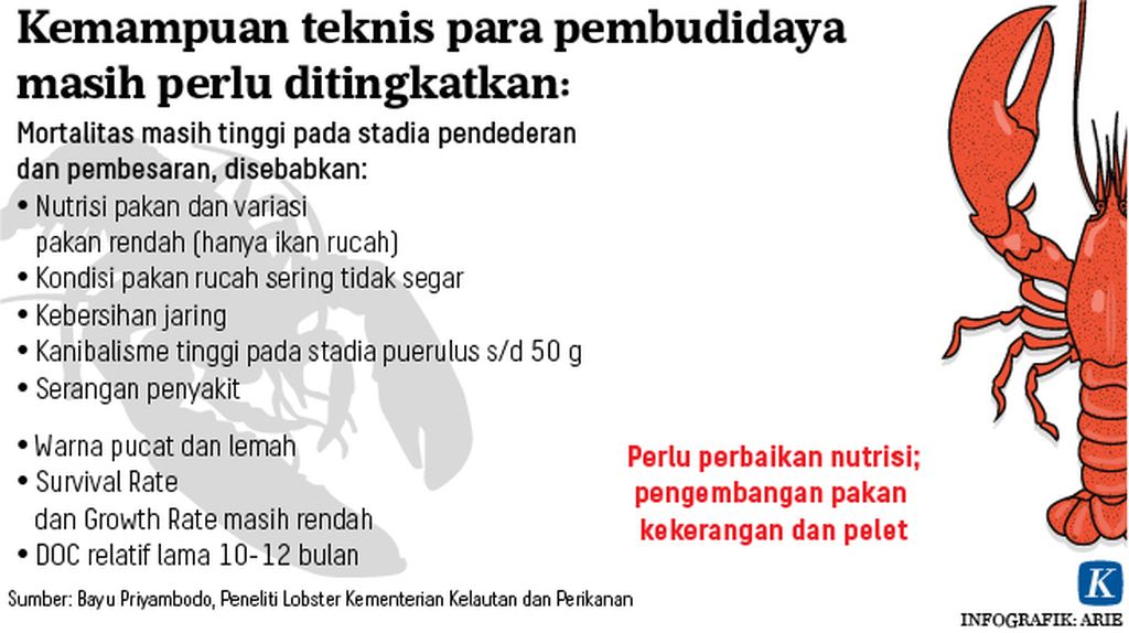 https://assetd.kompas.id/p_65PjKmUSeFfvGmWJm4wbSZ1j0=/1024x574/https://kompas.id/wp-content/uploads/2019/12/20191219-ANU-budidaya-lobster-mumed_1576772738.jpg