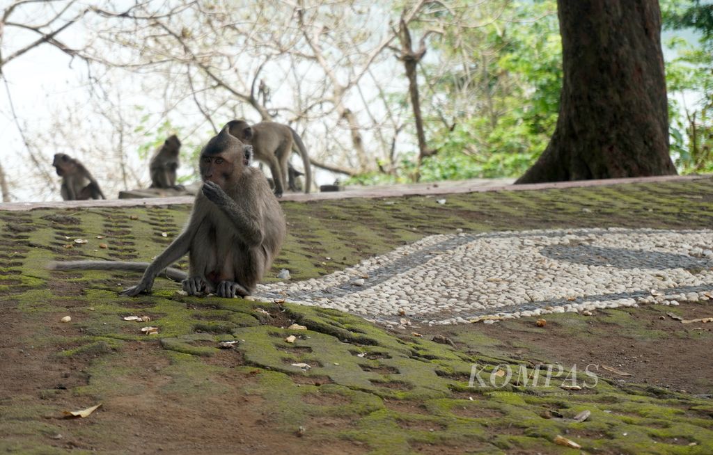 Kawanan monyet beraktivitas di Goa Kreo, Kecamatan Gunungpati, Kota Semarang, Jawa Tengah, Minggu (29/12/2024). Sejak bertahun-tahun lalu, ratusan monyet dengan jenis <i>Macaca fascicularis</i> hidup berdampingan dengan warga di sekitar Goa Kreo. Mereka dipercaya merupakan keturunan dari monyet-monyet yang di masa lampau pernah membantu Sunan Kalijaga membawa kayu jati yang tersangkut di sekitar Goa Kreo. Kayu itu digunakan untuk tiang utama Masjid Agung Demak. 