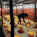 Peternak Blitar Mendapat 2.000 Ton Jagung dari Jember