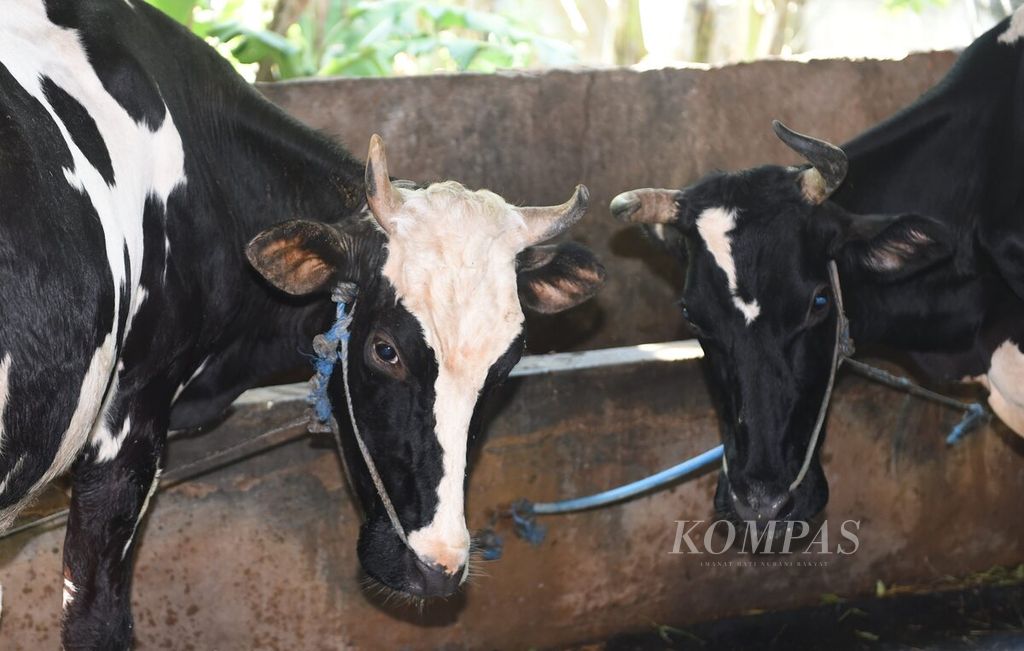 Sapi perah saat berlangsung vaksinasi penyakit kuku dan mulut (PMK) di Kelurahan Bendul Merisi, Kecamatan Wonocolo Kota Surabaya, Jawa Timur, Sabtu (25/6/2022). 