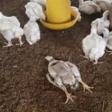 Ancaman Pandemi dari Resistansi Antimikroba