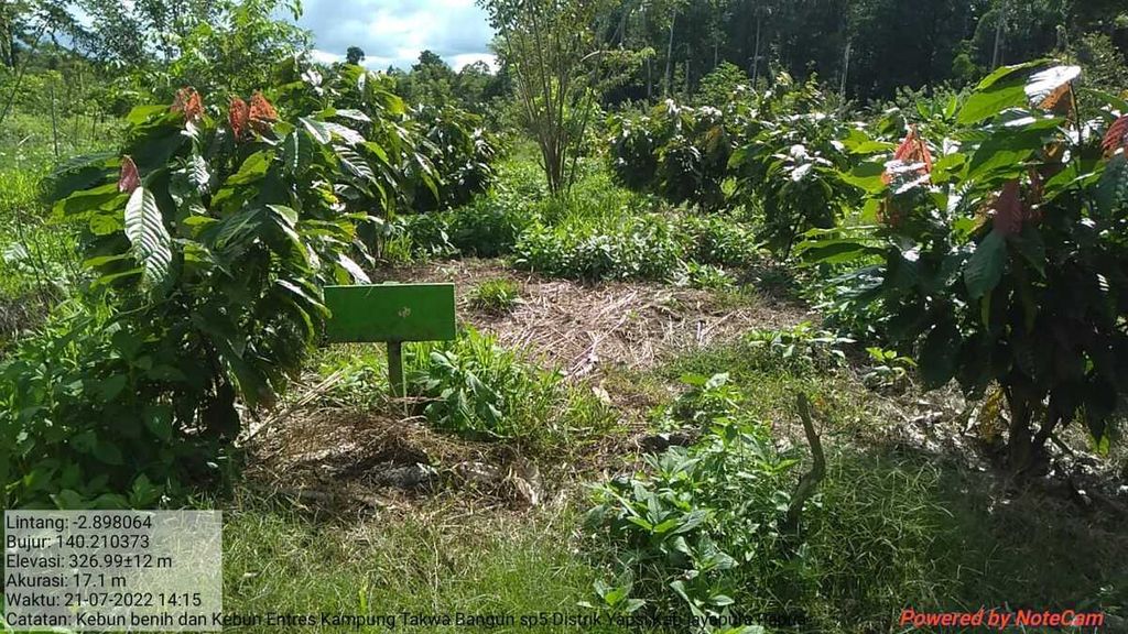 Kebun benih dan <i>entres</i> yang dikembangkan Kelompok Tani Karya Tani, Kampung Nawa Mulya, Distrik Yapsi, Kabupaten Jayapura, dengan bimbingan para peneliti dari Balai Pengkajian Teknologi Pertanian (BPTP) Papua. Namun, proyek ini sekarang terhenti setelah para peneliti BPTP Papua yang bergabung dengan BRIN memilih pulang kampung ke Jawa. Dokumentasi Kelompok Tani Karya Tani.
