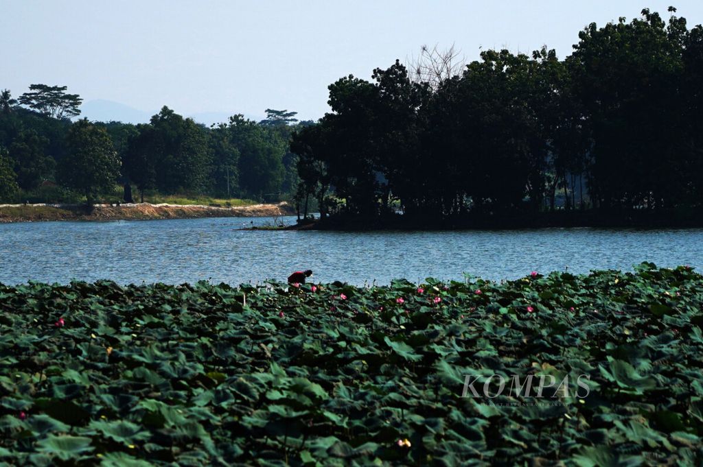 https://assetd.kompas.id/rFFuijjhJ23WDPIvYDsvF54Dmjk=/1024x681/filters:watermark(https://cdn-content.kompas.id/umum/kompas_main_logo.png,-16p,-13p,0)/https%3A%2F%2Fkompas.id%2Fwp-content%2Fuploads%2F2020%2F08%2F20200812ronA_1597388678.jpg