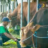 Idul Adha, Momentum Berbagi di Tengah Kesulitan Ekonomi