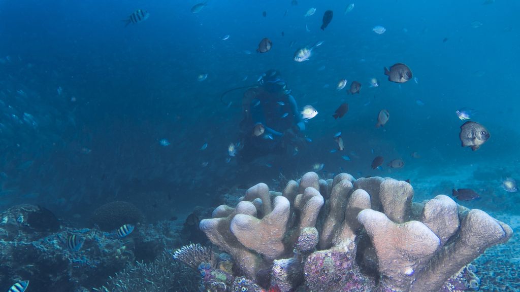 Keragaman biota di lokasi selam Manender di perairan Pulau Arborek, Raja Ampat, Papua Barat, Senin (31/5/2021). Pesona alam bawah menjadi magnet utama bagi sektor wisata Raja Ampat.