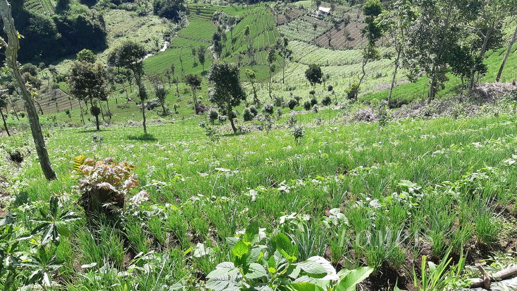 Area lereng yang dijadikan kebun sayuran di Gunung Rakutak, Cagar Alam Kawah Kamojang, Kabupaten Bandung, Jawa Barat, Sabtu (28/5/2022). Tempat itu termasuk sebagai area terlarang untuk perkebunan dan kegiatan wisata.