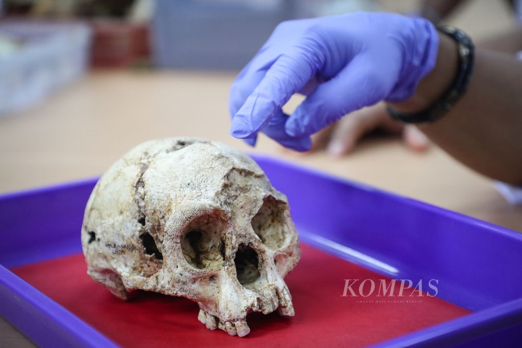 Fosil tengkorak asli <i>Homo floresiensis</i> yang ditunjukkan di Kawasan Sains RP Soejono, Jakarta, Rabu (4/10/2023). 