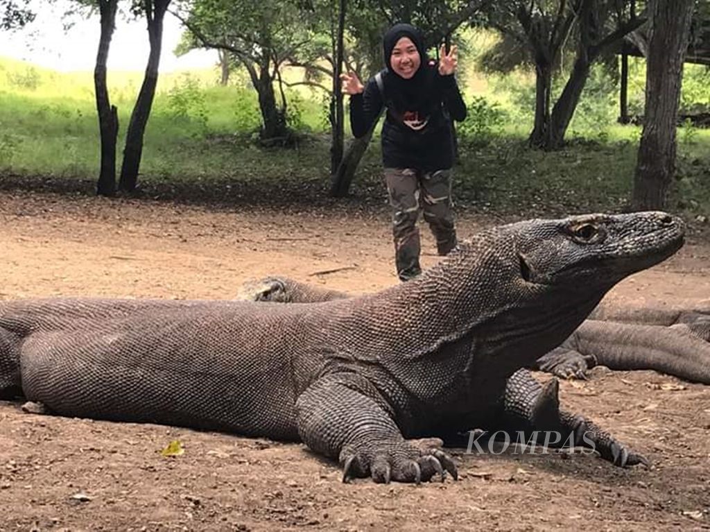 Wisatawan lokal mengunjungi komodo di Pulau Komodo, Manggarai Barat, Nusa Tenggara Timur. Mereka berfoto dan berswafoto di dekat binatang itu dengan bantuan pawang. Foto status FB Komodo Dragon.
