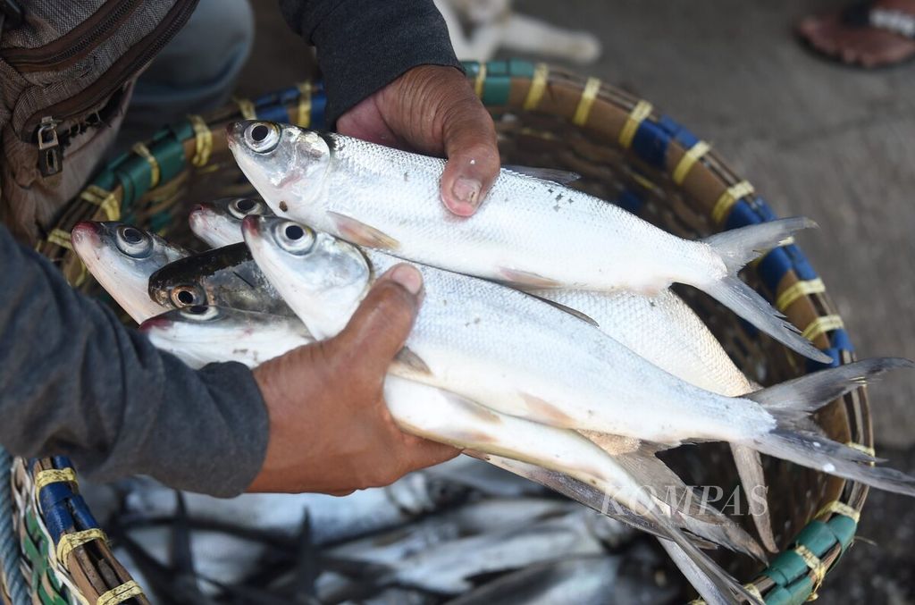 https://assetd.kompas.id/sqe80whxeNzl4bDpQ44ETUNrA2M=/1024x677/filters:watermark(https://cdn-content.kompas.id/umum/kompas_main_logo.png,-16p,-13p,0)/https%3A%2F%2Fkompas.id%2Fwp-content%2Fuploads%2F2021%2F04%2F5812bfc4-c522-40f4-84d5-0a1345a80b4b_jpg.jpg