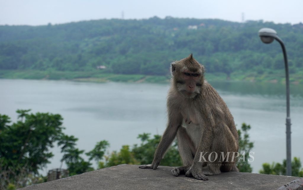 Seekor monyet beraktivitas di Goa Kreo, Kecamatan Gunungpati, Kota Semarang, Jawa Tengah, Minggu (29/12/2024). Sejak bertahun-tahun lalu, ratusan monyet dengan jenis <i>Macaca fascicularis</i> hidup berdampingan dengan warga di sekitar Goa Kreo. Untuk menjaga harmoni hubungan antara manusia dan monyet penghuni Goa Kreo, warga setempat rutin menyelenggarakan kegiatan Sesaji Rewanda. Dalam kegiatan itu, warga membuat gunungan dari buah dan sayur untuk para monyet.