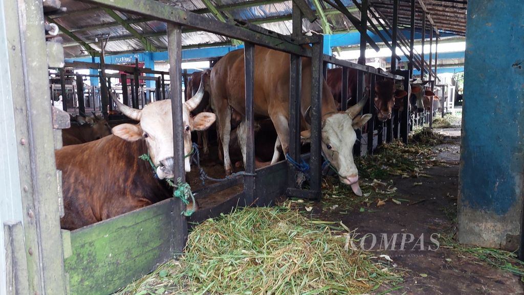Sapi siap potong ditampung di kandang yang ada di Unit Pelaksana Teknis (UPT) Rumah Potong Hewan (RPH) Kota Banjarmasin, Kalimantan Selatan, Senin (9/5/2022).