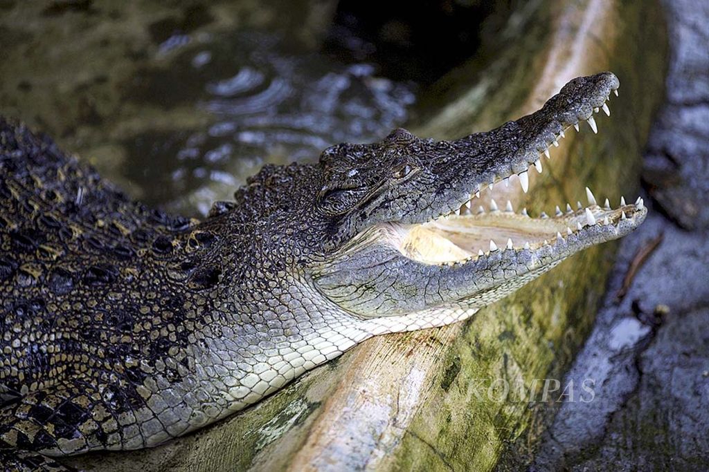 Ilustrasi: Buaya muara atau buaya bekatak (<i>Crocodylus porosus</i>) koleksi Museum Reptil di Taman Mini Indonesia Indah, Jakarta Timur, Selasa (17/3/2015).