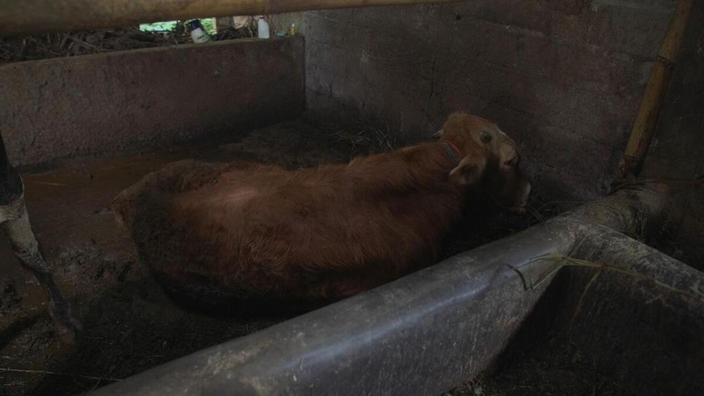 Kondisi sapi-sapi milik Pujo Santoso yang terjangkit PMK, di Boyolali, Jawa Tengah, Sabtu (18/6).