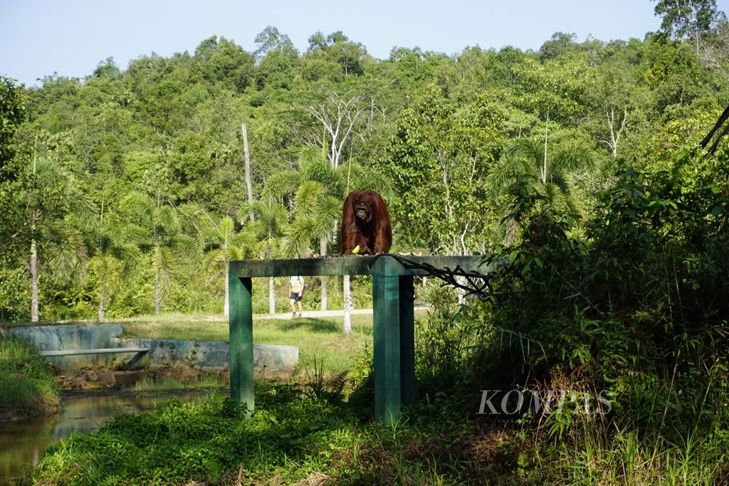 Fanny (16), seekor orangutan, berjemur di tempat rehabilitasi Samboja Lestari, Kelurahan Margo Mulyo, Kecamatan Samboja, Kutai Kartanegara, Kaltim, Jumat (30/8/2019). Kawasan ini terletak 25 kilometer dari perbatasan Kutai Kartanegara dan Penajam Paser Utara yang menjadi lokasi ibu kota negara baru.