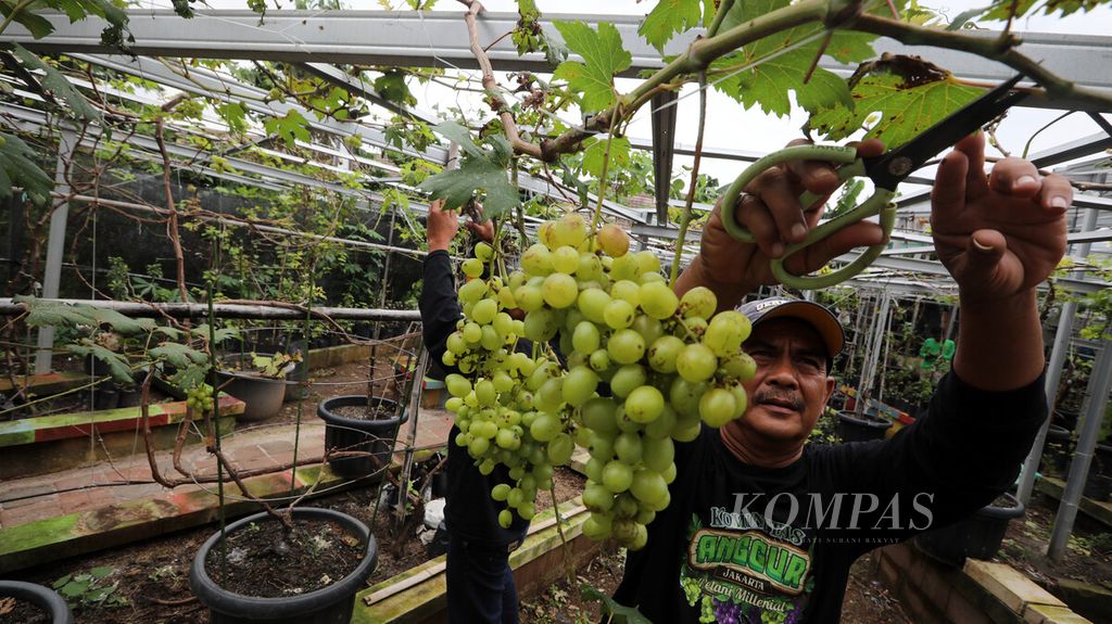https://assetd.kompas.id/vB2Xxih9MURi7y9Nq4a5bUHHu-E=/1024x575/filters:watermark(https://cdn-content.kompas.id/umum/kompas_main_logo.png,-16p,-13p,0)/https%3A%2F%2Fkompas.id%2Fwp-content%2Fuploads%2F2021%2F02%2F5cb76c58-3e81-4ba6-91c5-a02736715f05_jpg.jpg