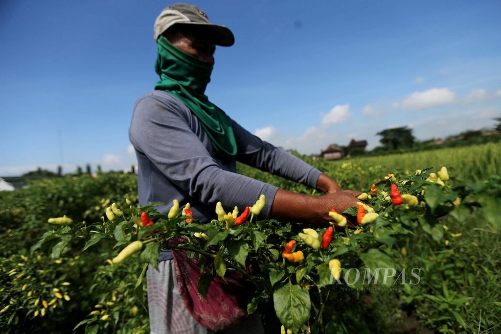 Petani memanen cabai rawit di lahannya yang berada di kawasan Prambanan, Sleman, Yogyakarta, Jumat (17/11/2017). Setelah harga jatuh mencapai Rp 8.000 per kilogram di awal November, saat ini di tingkat petani, cabai rawit merah di kawasan tersebut dihargai Rp 15.000 per kg.