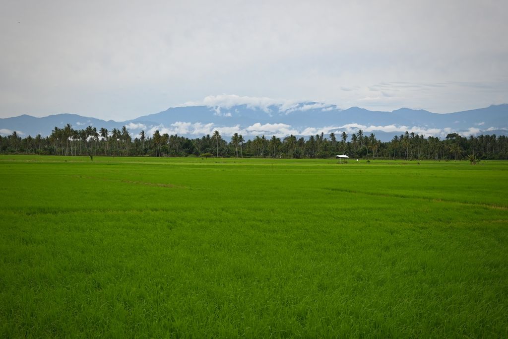 Padi warga berlatar belakang pegunungan tertutup awan tumbuh subur di tepi Jalan Trans-Sulawesi, Kabupaten Pinrang, Sulawesi Selatan, pada Kamis (14/7/2022).