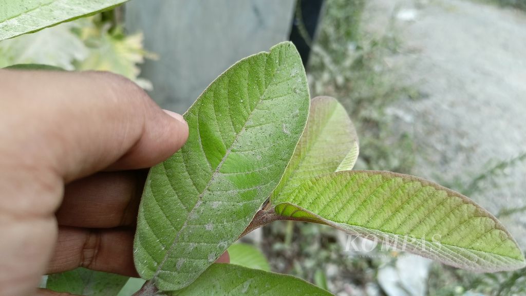 Tingginya polusi udara di salah satu lokasi di Desa Ciburuy, Kecamatan Padalarang, Bandung Barat, terlihat dari debu yang terperangkap di dedaunan sejumlah pohon. Pengamatan dilakukan <i>Kompas</i> pada Kamis (10/8/2023).