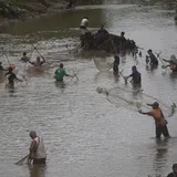 Bendungan Dikuras, Warga Ramai-ramai Tangkap Ikan di Sungai Cilumuh Majenang