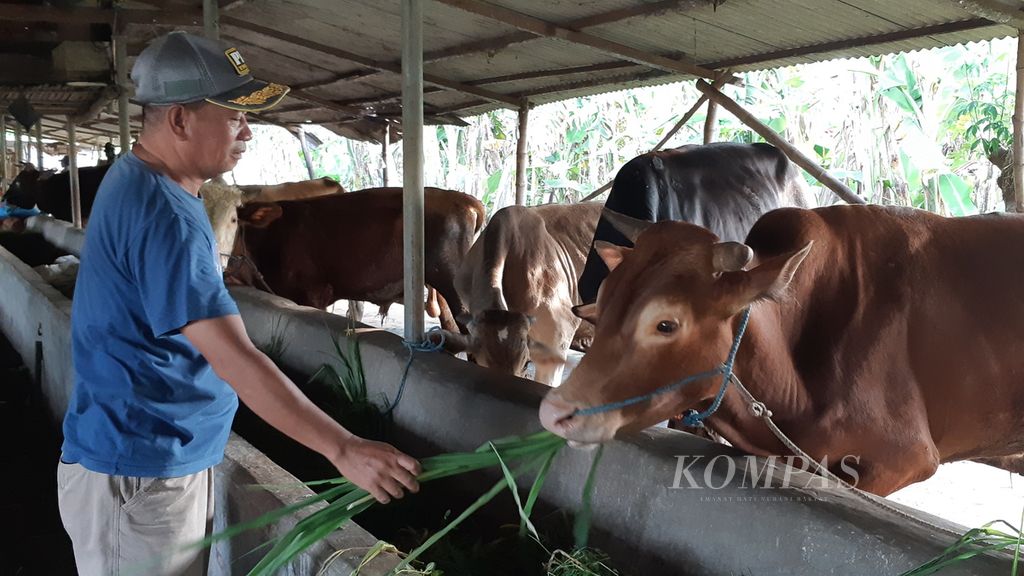 Peternak memberi makan sapi peliharaannya di Desa Gagang Kepuhsari, Kecamatan Balongbendo, Kabupaten Sidoarjo, Selasa (10/5/2022). Asupan makanan penting untuk jaga daya tahan ternak. Sidoarjo merupakan salah satu daerah yang terjangkit penyakit mulut dan kuku (PMK).
