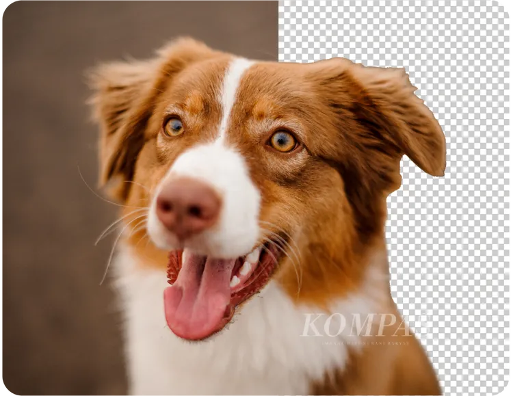 gambar ini menunjukkan anjing menjulurkan lidahnya, ia berwrna cokelat dan putih mata bulat cantik