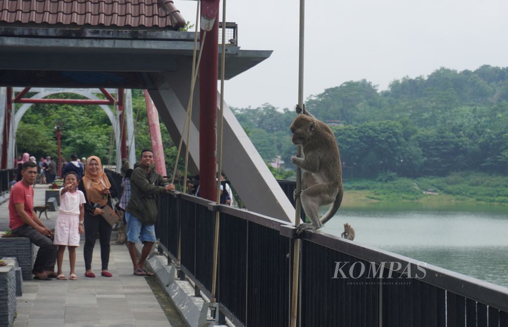 Wisatawan tertawa melihat perilaku seekor monyet di Goa Kreo, Kecamatan Gunungpati, Kota Semarang, Jawa Tengah, Minggu (29/12/2024). Pengunjung di tempat wisata itu berasal dari berbagai latar belakang usia, termasuk anak-anak. Para orangtua sengaja mengajak anak-anak mereka ke Goa Kreo untuk mengisi libur akhir tahun sekaligus melihat kehidupan monyet ekor panjang. 