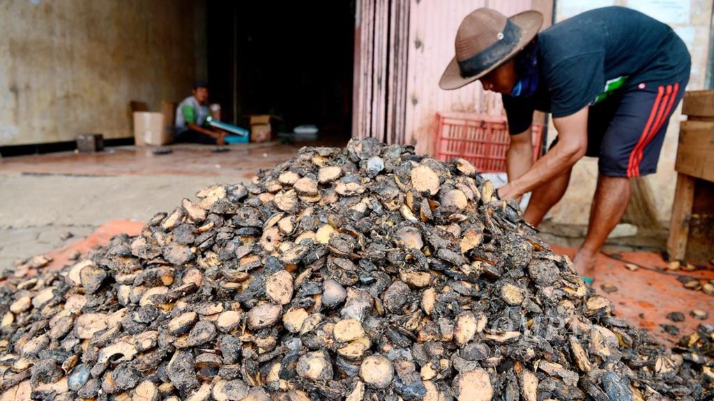 Potongan umbi-umbian porang yang siap untuk dikeringkan di Desa Pingit, Kecamatan Pringsurat, Kabupaten Temanggung, Jawa Tengah, Selasa (3/4/2019). Porang yang telah diolah tersebut nantinya untuk dibuat tepung sebagai bahan baku makanan. Beberapa jenis umbi-umbian tersebut saat ini mulai banyak diolah sebagai bahan makanan lokal.