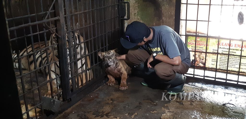 https://assetd.kompas.id/xskfKjBoGX10i_COj6fxFSYqwho=/1024x497/filters:watermark(https://cdn-content.kompas.id/umum/kompas_main_logo.png,-16p,-13p,0)/https%3A%2F%2Fkompas.id%2Fwp-content%2Fuploads%2F2020%2F06%2F60b2b796-33e9-48ba-b468-5380bc047151_jpg.jpg