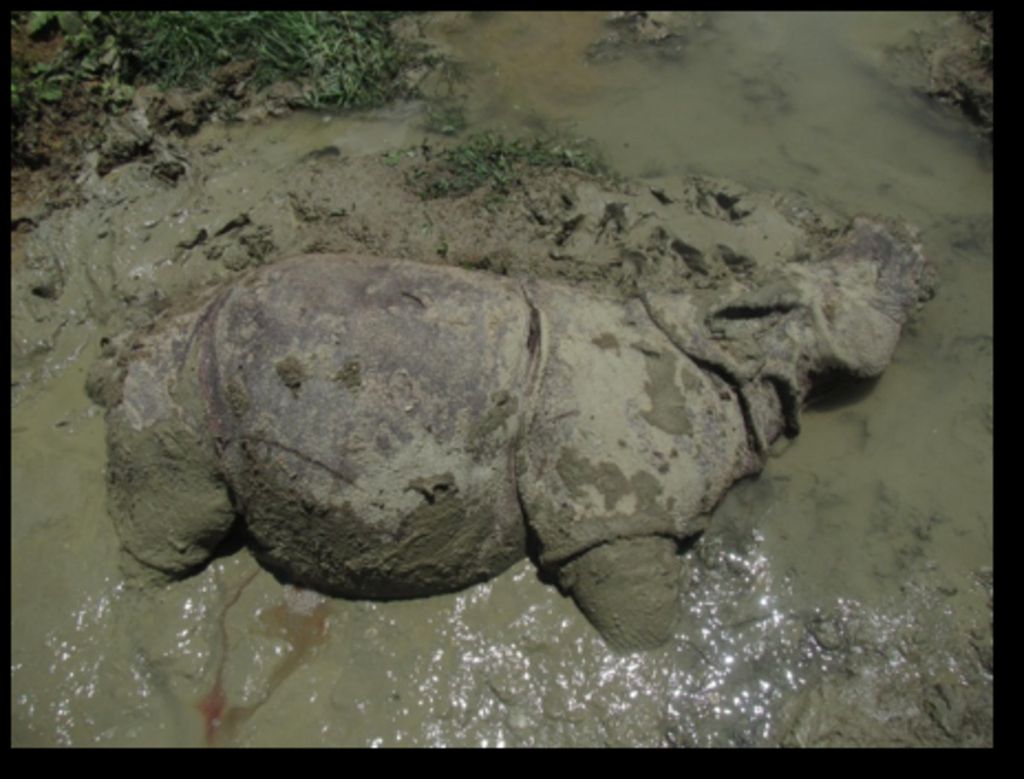 Kementerian Lingkungan Hidup dan Kehutanan, Selasa (30/4/2019), merilis foto kematian seekor badak jawa remaja di Taman Nasional Ujung Kulon, Banten.