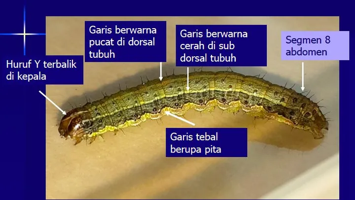 Teluku untuk artikel Ulat Grayak Serang Ribuan Hektar Lahan Jagung di NTT