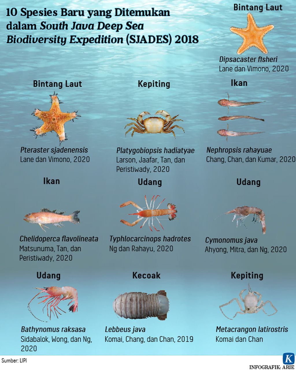 https://assetd.kompas.id/ygnaD3Q5kaji3odiL-T_6RLEpZ0=/1024x1281/https%3A%2F%2Fasset.kgnewsroom.com%2Fphoto%2Fpre%2F2020%2F09%2F18%2F20200917-ANU-spesies-barurev-mumed-01_1600363533_jpg.jpg
