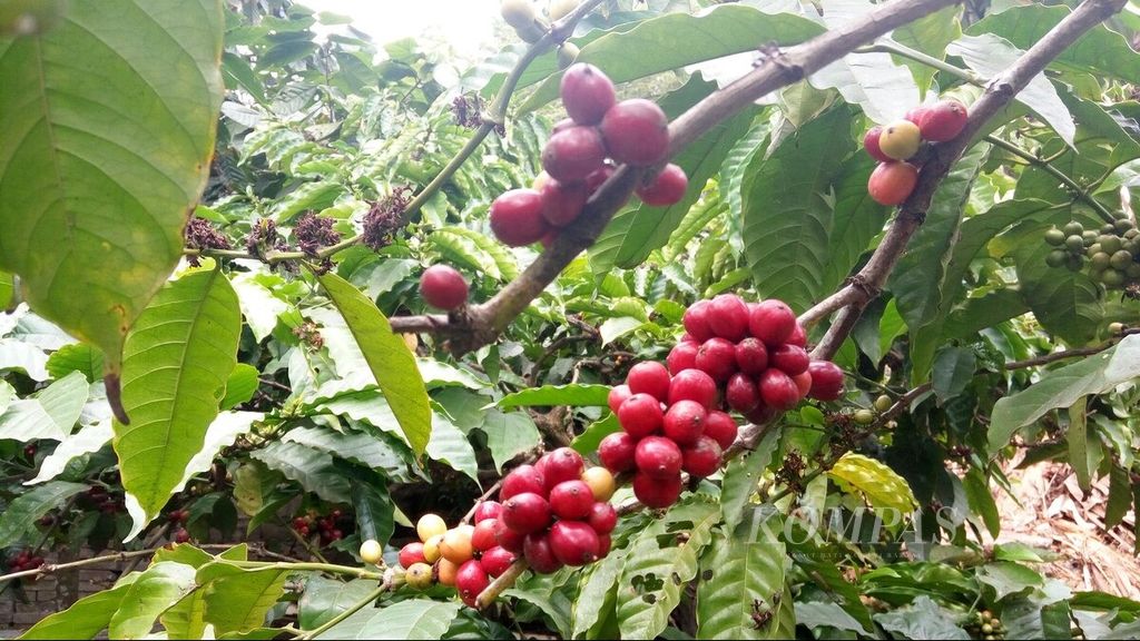 Kopi robusta milik petani di Desa Amadanom, Kecamatan Dampit, Kabupaten Malang, siap dipanen. Hujan yang masih sering turun berpengaruh terhadap perkembangan buah kopi menjadi tidak selebat saat cuaca kondusif. Foto diambil pada Rabu (26/7/2017).