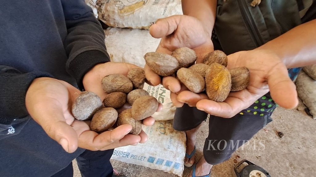 Keluak matang yang telah diperam dan siap jual di tempat pengepulan UD Rempah Jaya, Watulimo, Kabupaten Trenggalek, Jawa Timur. 