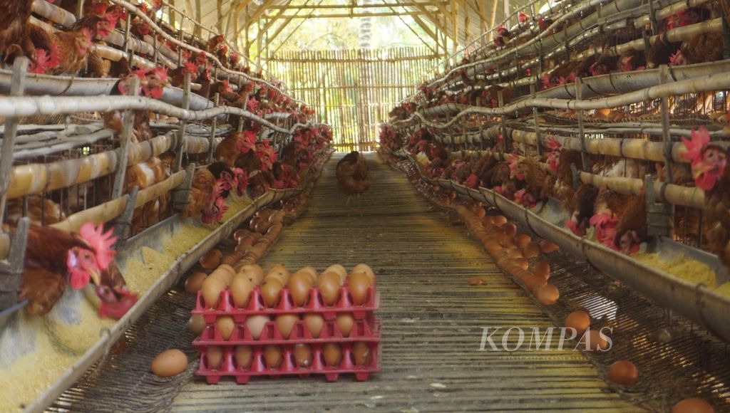 Kondisi ayam petelur yang terdapat di Kecamatan Mojosongo, Kabupaten Boyolali, Jawa Tengah, Selasa (30/8/2022). Populasi ayam petelur menurun akibat anjloknya harga jual telur setahun lalu. Imbasnya banyak kandang terpaksa dikosongkan. Hal itu disinyalir menjadi salah satu penyebab meningkatnya harga telur beberapa waktu terakhir.